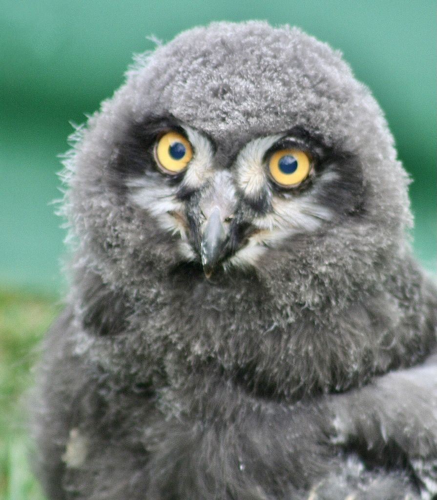 Snowy Owl Chick by Stevie-B is licensed under CC BY 2.0.